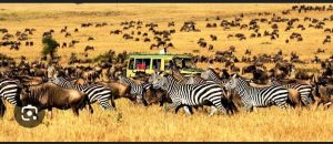 zebras and wildbeasts at serengeti